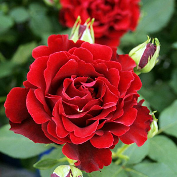 Роза чайно-гибридная Хоммаж Барбара