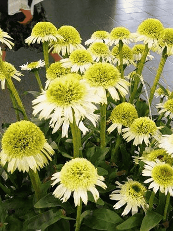 Эхинацея пурпурная Delicious Nougat