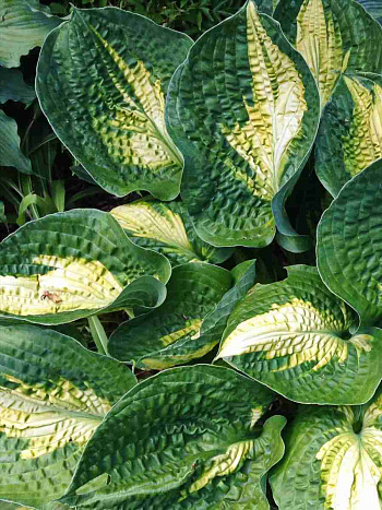 Хоста Georgia Sweetheart