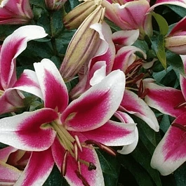 Лилия Candy Club