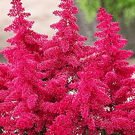 Астильба Арендса Big Bang