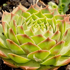 Молодило гибридное Gay Kester