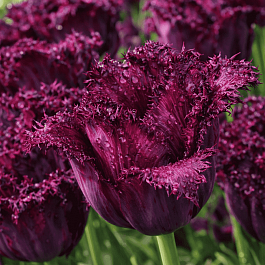 Тюльпан Black Jewel