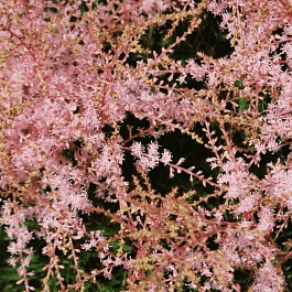 Астильба  Super Sprite