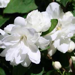 Жасмин садовый Вёджинэл Жасмин садовый Вёджинэл