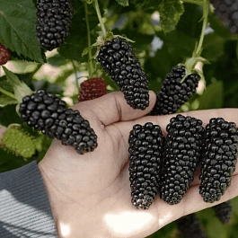 Ежевика садовая Karaka Black