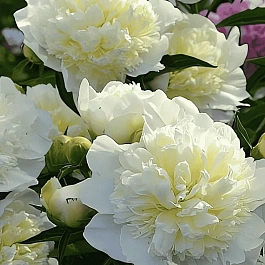 Пион Молочноцветковый Duchesse de Nemours