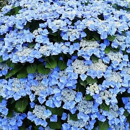 Гортензия крупнолистная Blaumeise