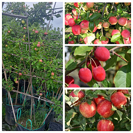 Яблоня пальметта на шпалере 5 лет+ (3 сорта) Кандиль орловский-Китайка Долго-Хоней Крисп Яблоня пальметта на шпалере 5 лет+ (3 сорта) Кандиль орловский-Китайка Долго-Хоней Крисп