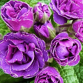 Примула обыкновенная Frou Frou