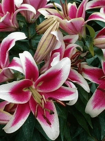 Лилия Candy Club