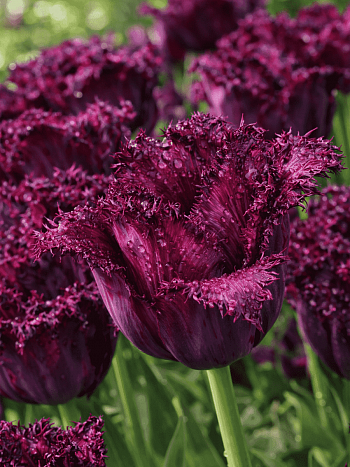 Тюльпан Black Jewel