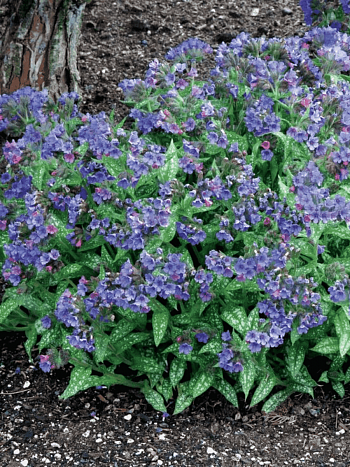 Медуница гибридная Trevi Fountain