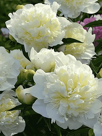 Пион Молочноцветковый Duchesse de Nemours