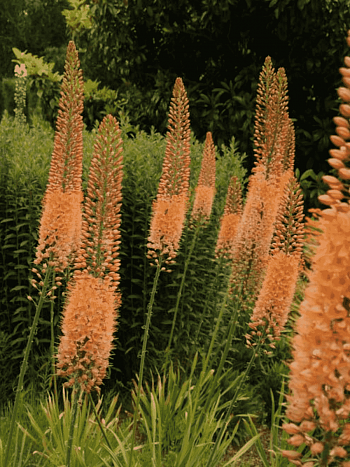 Эремурус Cleopatra