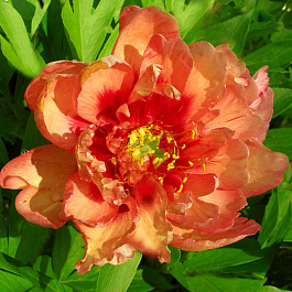 Пион ИТО Коппер Кеттл