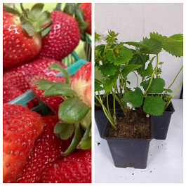 Земляника садовая Альбион НАБОР 3ШТ