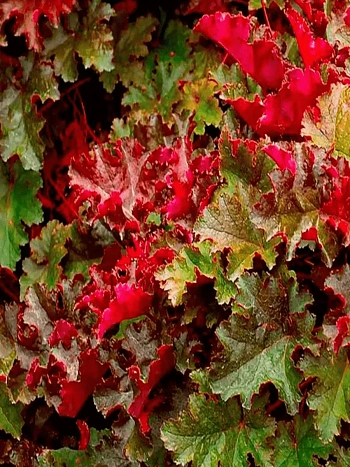 Гейхера  Chocolate Ruffles
