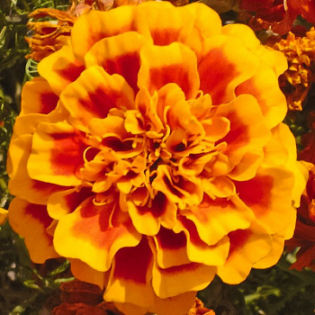 Бархатцы отклоненные Супер Хироу Оранж Би