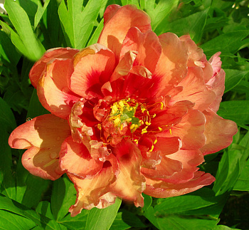 Пион ИТО Коппер Кеттл