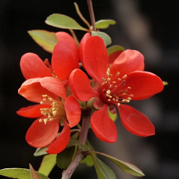 Айва великолепная Боуль де фё