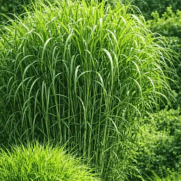 Мискантус гигантский