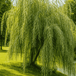 Ива гибридная Плакучий Гном