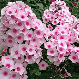 Флокс метельчатый Bright Eyes