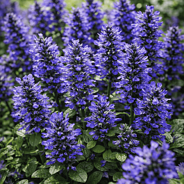 Живучка ползучая Blueberry Muffin