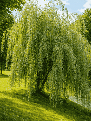 Ива гибридная Плакучий Гном