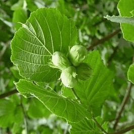 Фундук Halle'sche Riesennuss