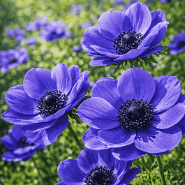 Анемона Mr. Fokker