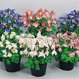 Аквилегия Камео Микс Аквилегия Камео Микс