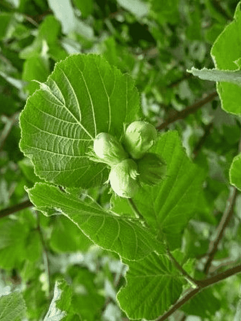 Фундук Halle'sche Riesennuss