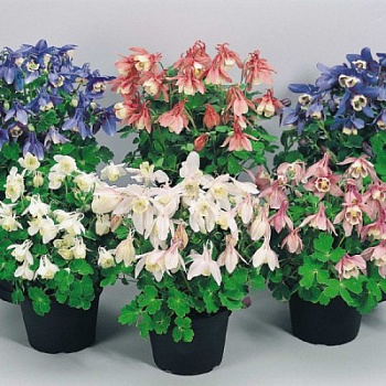 Аквилегия Камео Микс Аквилегия Камео Микс