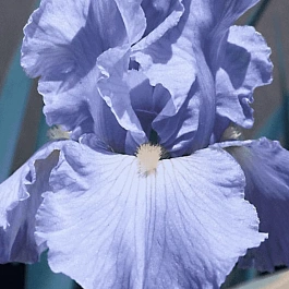 Ирис германский Babbling Brook