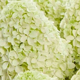 Гортензия метельчатая Pandalus