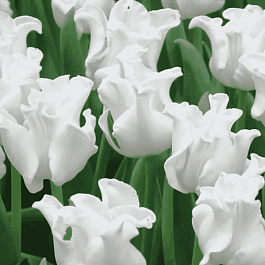 Тюльпан White Liberstar