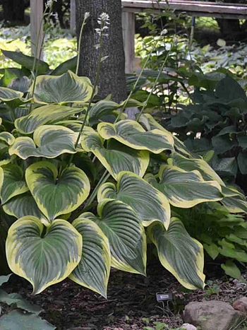 Хоста Final Victory