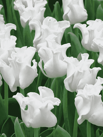 Тюльпан White Liberstar