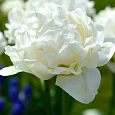 Тюльпан Махровый Up White