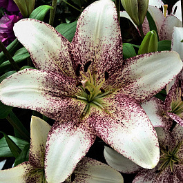 Лилия ЛА-гибрид Свит Дзаника