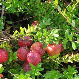 Клюква крупноплодная Пилигрим