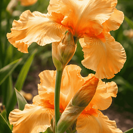 Ирис германский Skyfire