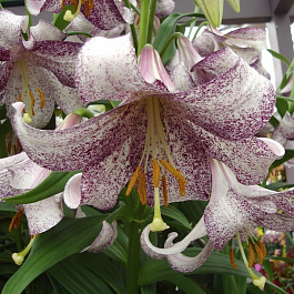 Лилия лонгифлорум Ланкон