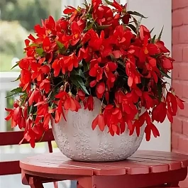 Бегония Waterfalls Encanto Red 