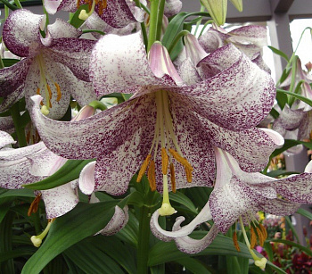 Лилия лонгифлорум Ланкон