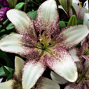 Лилия ЛА-гибрид Свит Дзаника Лилия ЛА-гибрид Свит Дзаника