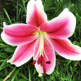Лилия ЛОО-гибрид Пинк Бриллиант