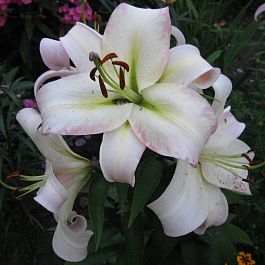 Лилия ОТ-гибрид Притти Вуман